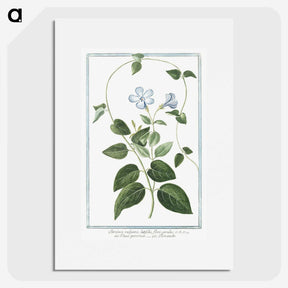 1-35_Hortus-Romanus-Botanical-Plates_picture