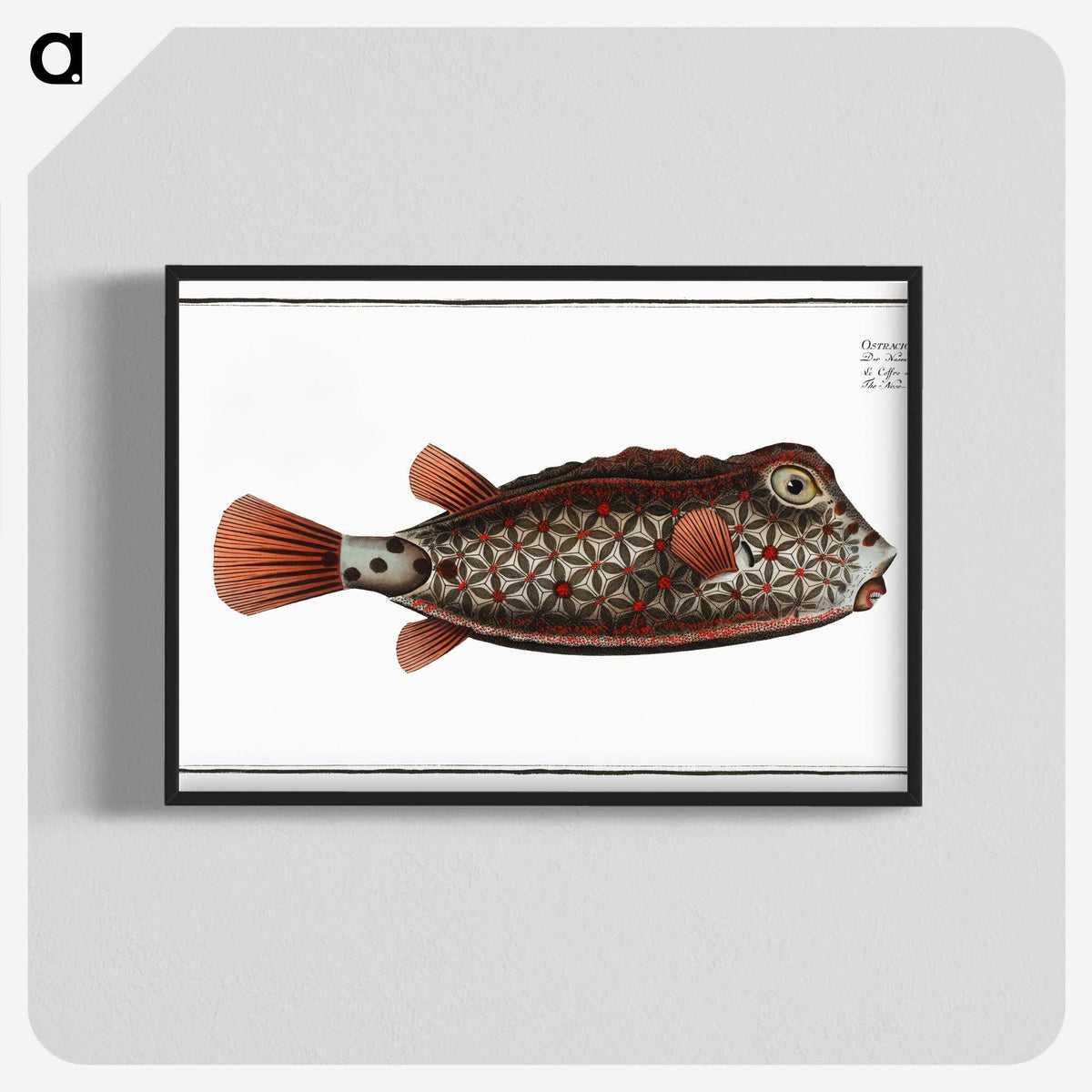 1-35_Ichtyologie-ou-Histoire-naturelle_blk-crop
