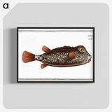 1-35_Ichtyologie-ou-Histoire-naturelle_blk-crop