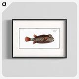 1-35_Ichtyologie-ou-Histoire-naturelle_blk