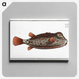 1-35_Ichtyologie-ou-Histoire-naturelle_canvas