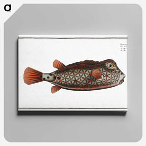 1-35_Ichtyologie-ou-Histoire-naturelle_canvas