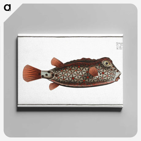 1-35_Ichtyologie-ou-Histoire-naturelle_canvas