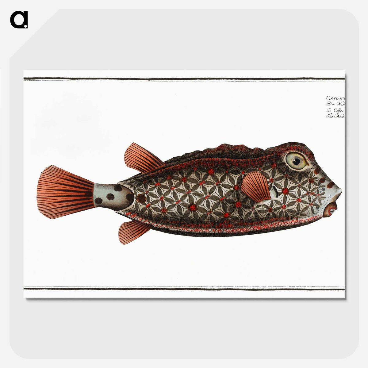 1-35_Ichtyologie-ou-Histoire-naturelle_picture-crop