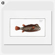 1-35_Ichtyologie-ou-Histoire-naturelle_picture