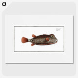 1-35_Ichtyologie-ou-Histoire-naturelle_picture