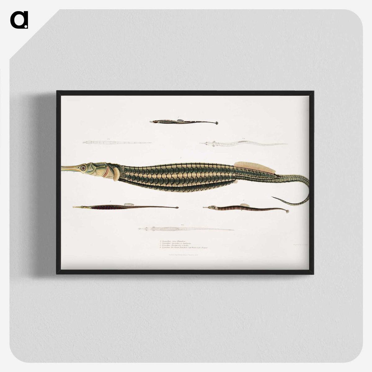 1-35_Indian-Zoology_blk-crop