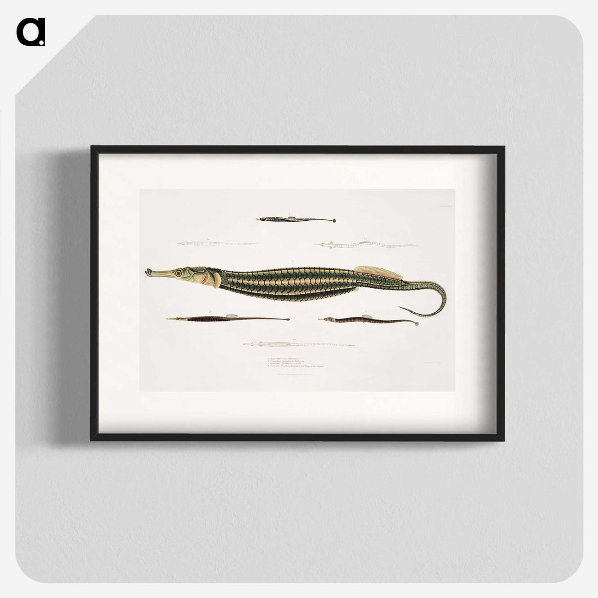 1-35_Indian-Zoology_blk