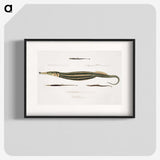 1-35_Indian-Zoology_blk