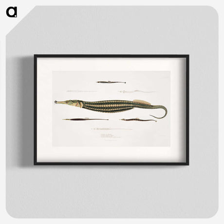 1-35_Indian-Zoology_blk