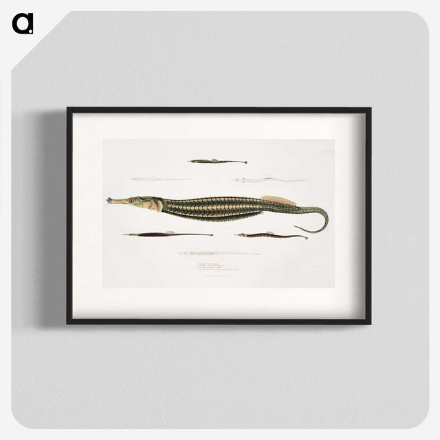 1-35_Indian-Zoology_blk