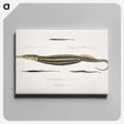 1-35_Indian-Zoology_canvas
