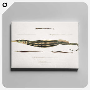 1-35_Indian-Zoology_canvas