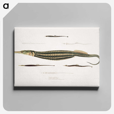 1-35_Indian-Zoology_canvas