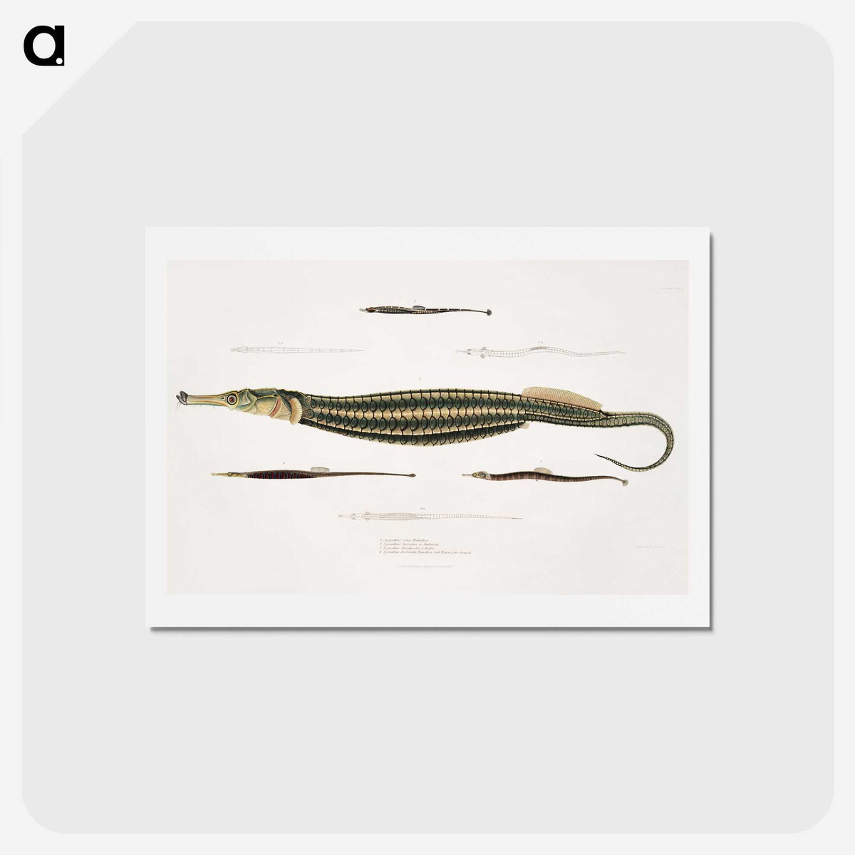 1-35_Indian-Zoology_hagaki