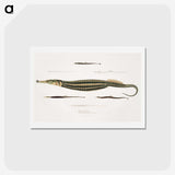 1-35_Indian-Zoology_hagaki