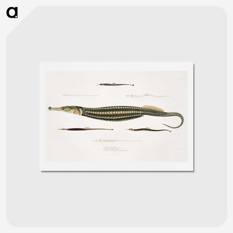 1-35_Indian-Zoology_hagaki