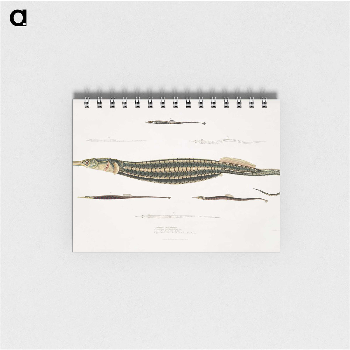 1-35_Indian-Zoology_memo