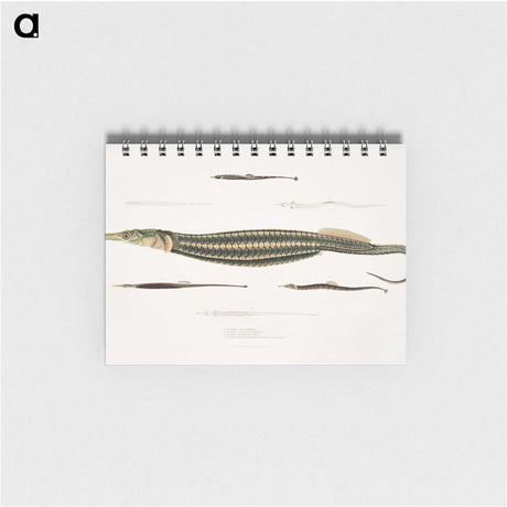 1-35_Indian-Zoology_memo