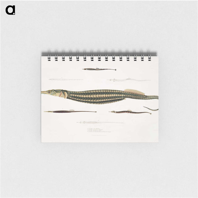 1-35_Indian-Zoology_memo