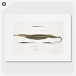 1-35_Indian-Zoology_picture