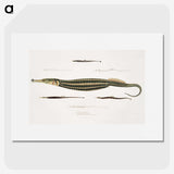 1-35_Indian-Zoology_picture