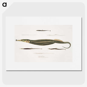 1-35_Indian-Zoology_picture