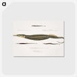 1-35_Indian-Zoology_postcard