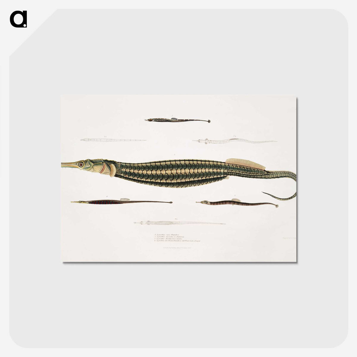 1-35_Indian-Zoology_postcard