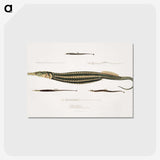 1-35_Indian-Zoology_postcard
