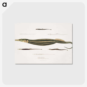 1-35_Indian-Zoology_postcard