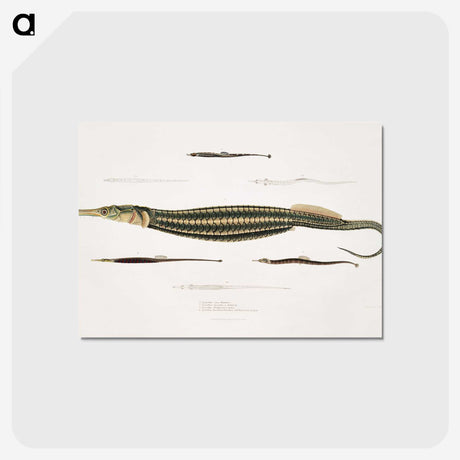 1-35_Indian-Zoology_postcard