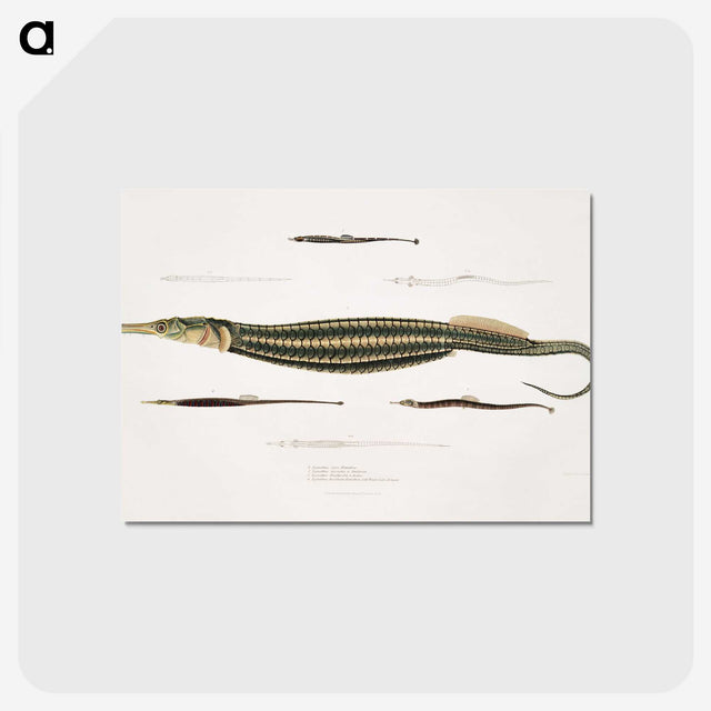 1-35_Indian-Zoology_postcard