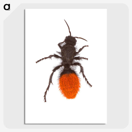1-35_Insects-Unlocked-Project_picture-crop