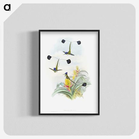 1-35_John-Gould_blk-crop