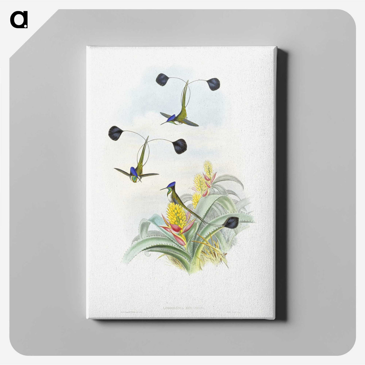 1-35_John-Gould_canvas