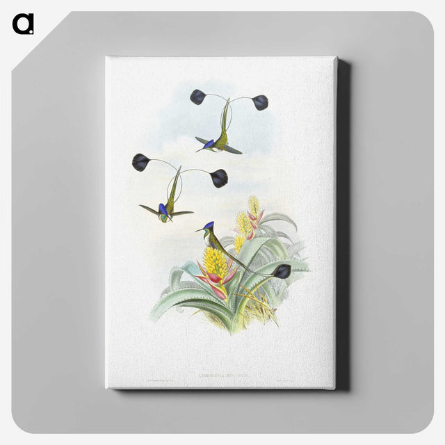 1-35_John-Gould_canvas