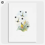 1-35_John-Gould_picture
