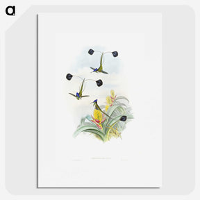 1-35_John-Gould_picture