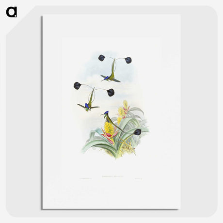 1-35_John-Gould_picture