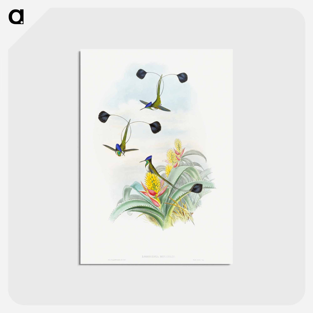 アートポストカード-Loddigesia Mirabilis
 - ジョン グールド Postcard.