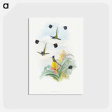アートポストカード-Loddigesia Mirabilis
 - ジョン グールド Postcard.