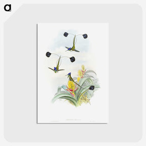 1-35_John-Gould_postcard