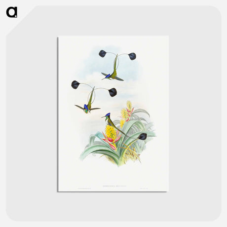 アートポストカード-Loddigesia Mirabilis
 - ジョン グールド Postcard.