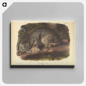 アートパネル-Canada Lynx
 - ジョン ジェームス オーデュボン Canvas.