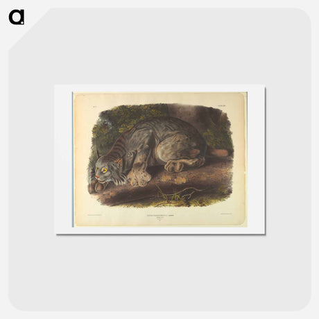 アートポストカード-Canada Lynx
 - ジョン ジェームス オーデュボン Postcard.