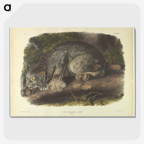 1-35_John-James-Audubon_picture-crop