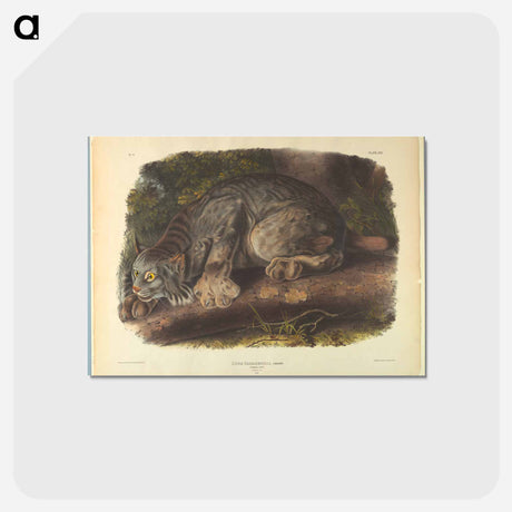 アートポストカード-Canada Lynx
 - ジョン ジェームス オーデュボン Postcard.