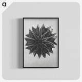 1-35_Karl-Blossfeldt_blk-crop