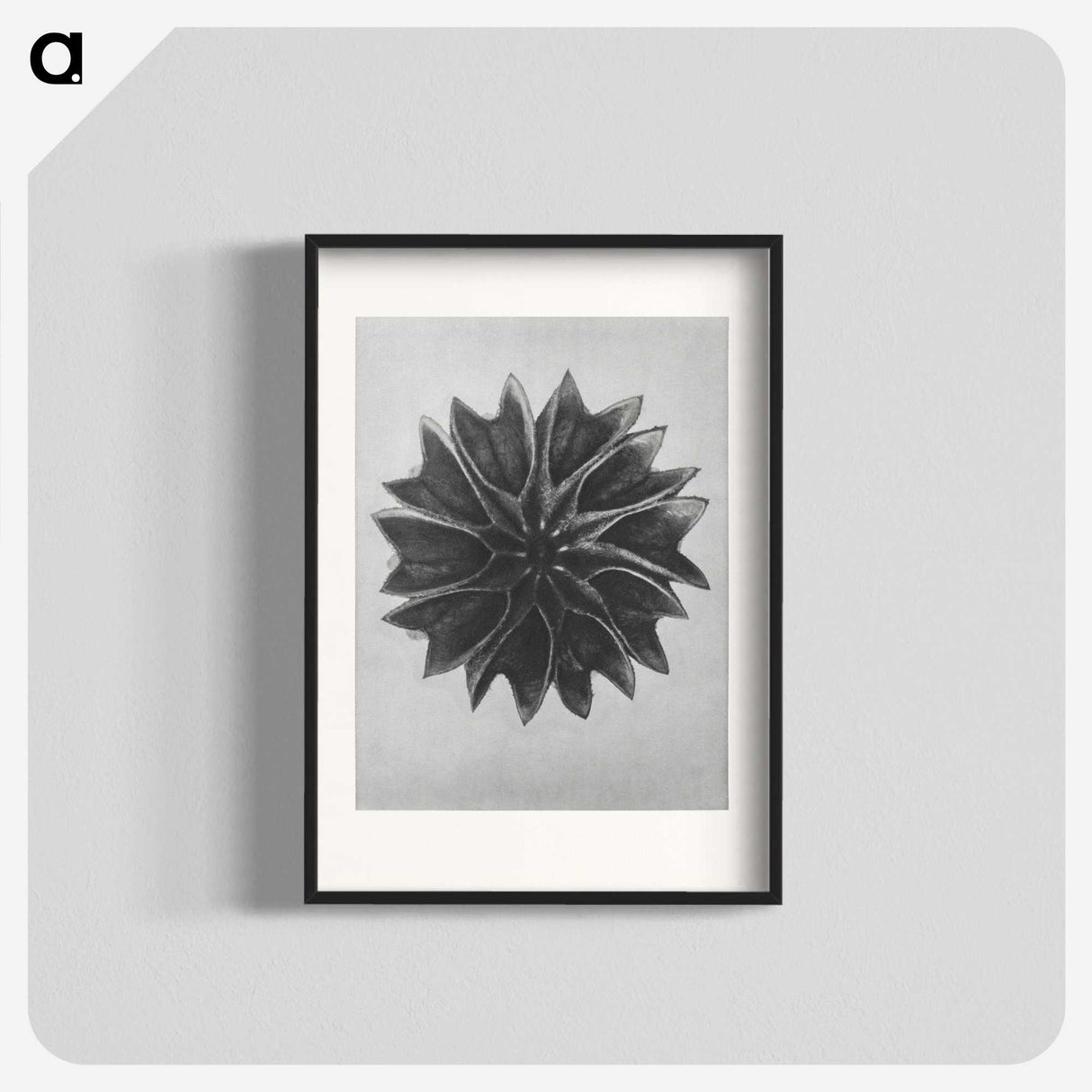 1-35_Karl-Blossfeldt_blk
